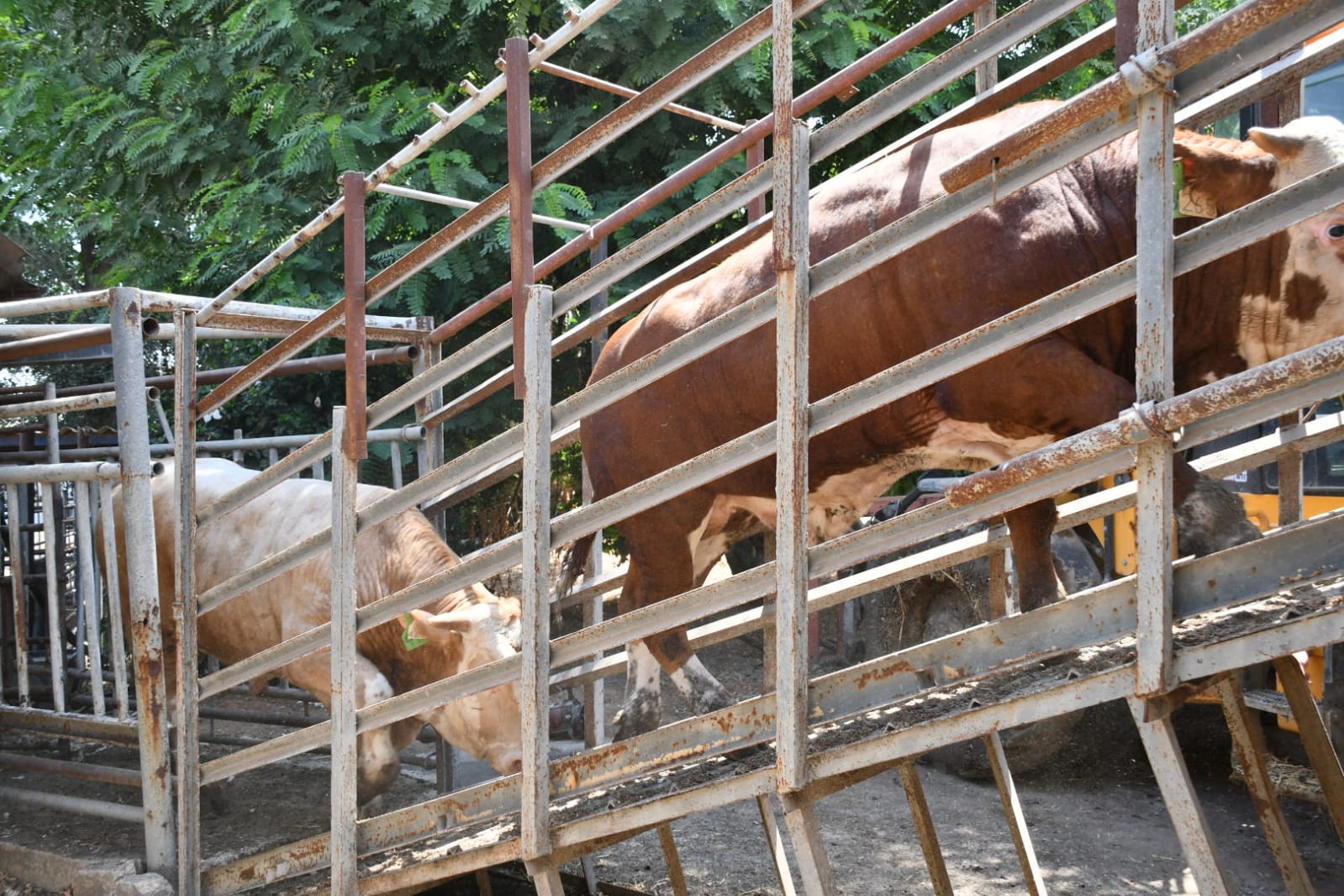 WhatsApp Image 2021-07-19 at 1.01.30 PM.jpeg